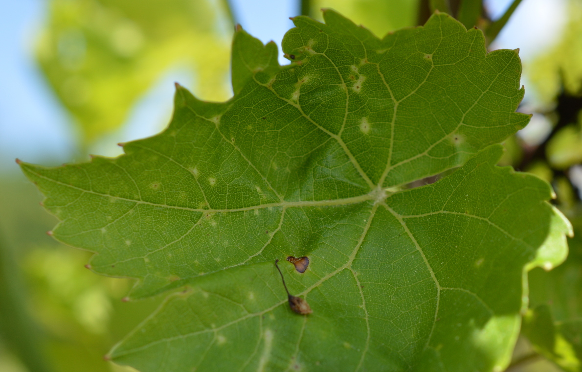 Phomopsis and black rot leaf lesions